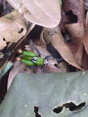 Helolampis nigriceps