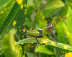 Helolampis nigriceps