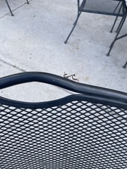 Stagmomantis