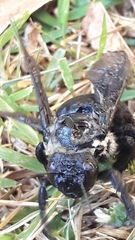 Xylocopa grisescens
