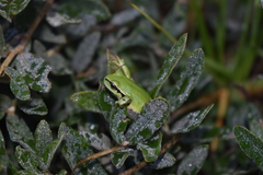 Hyla plicata