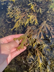 Fucus ceranoides