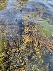 Fucus ceranoides
