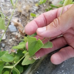 Cocculus carolinus