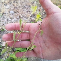 Cocculus carolinus