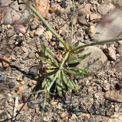 Oxytheca dendroidea dendroidea