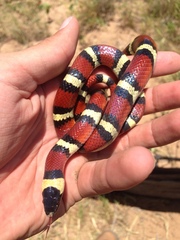 Lampropeltis annulata