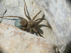 Pardosa hortensis