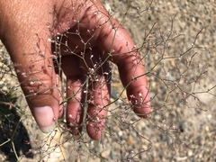 Oxytheca dendroidea dendroidea