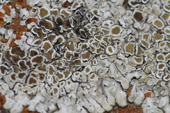 Pezizomycotina
