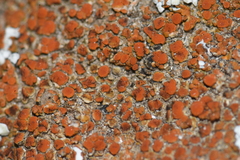 Pezizomycotina