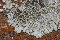 Pezizomycotina