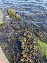 Fucus ceranoides