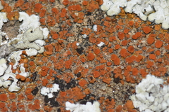 Pezizomycotina