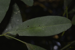 Pilocarpus pennatifolius, photograph E Santos Ortega, CC BY, iNaturalist via GBIF