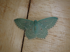 Lophostola cara