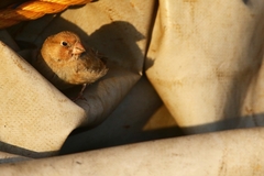 Bucanetes githagineus