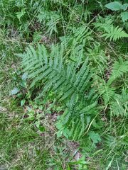 Deparia acrostichoides