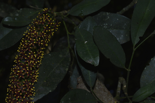 Pilocarpus pennatifolius, photograph 2