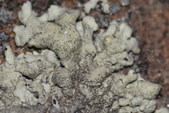 Pezizomycotina