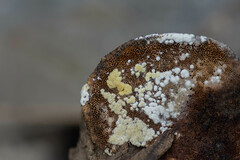 Trichoderma pulvinatum