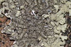Pezizomycotina