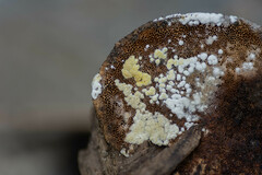 Trichoderma pulvinatum