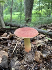 Boletus miniatopallescens