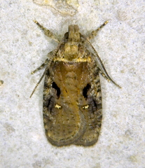 Agonopterix hyperella