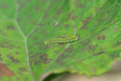 Tenthredo atra