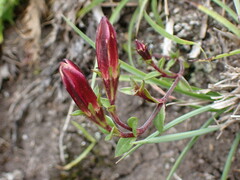 Gentiana scabrida