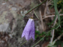 Adenophora morrisonensis morrisonensis