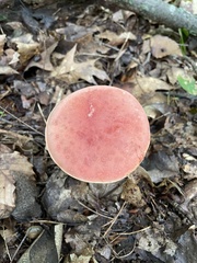 Boletus miniatopallescens
