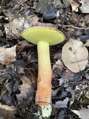 Boletus miniatopallescens