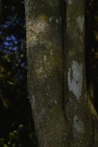 Pilocarpus pennatifolius, photograph 3