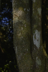 Pilocarpus pennatifolius, photograph E Santos Ortega, CC BY, iNaturalist via GBIF