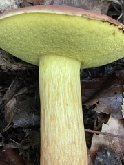 Boletus miniatopallescens