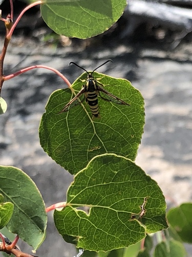 iNaturalist observation photo of Sycamore Borer Moth