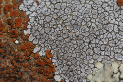 Pezizomycotina