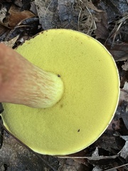 Boletus miniatopallescens