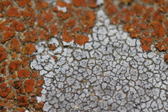 Pezizomycotina