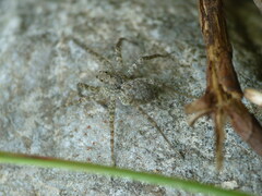 Pardosa hortensis