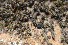 Bryophyta