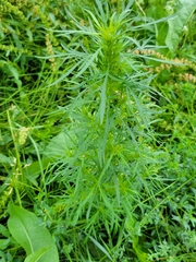 Artemisia biennis