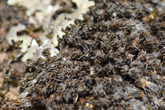 Bryophyta