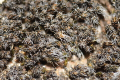 Bryophyta