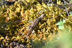Sceloporus bicanthalis
