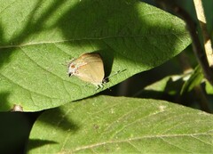 Calycopis