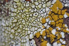 Pezizomycotina