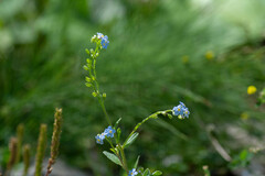 Myosotis cespitosa